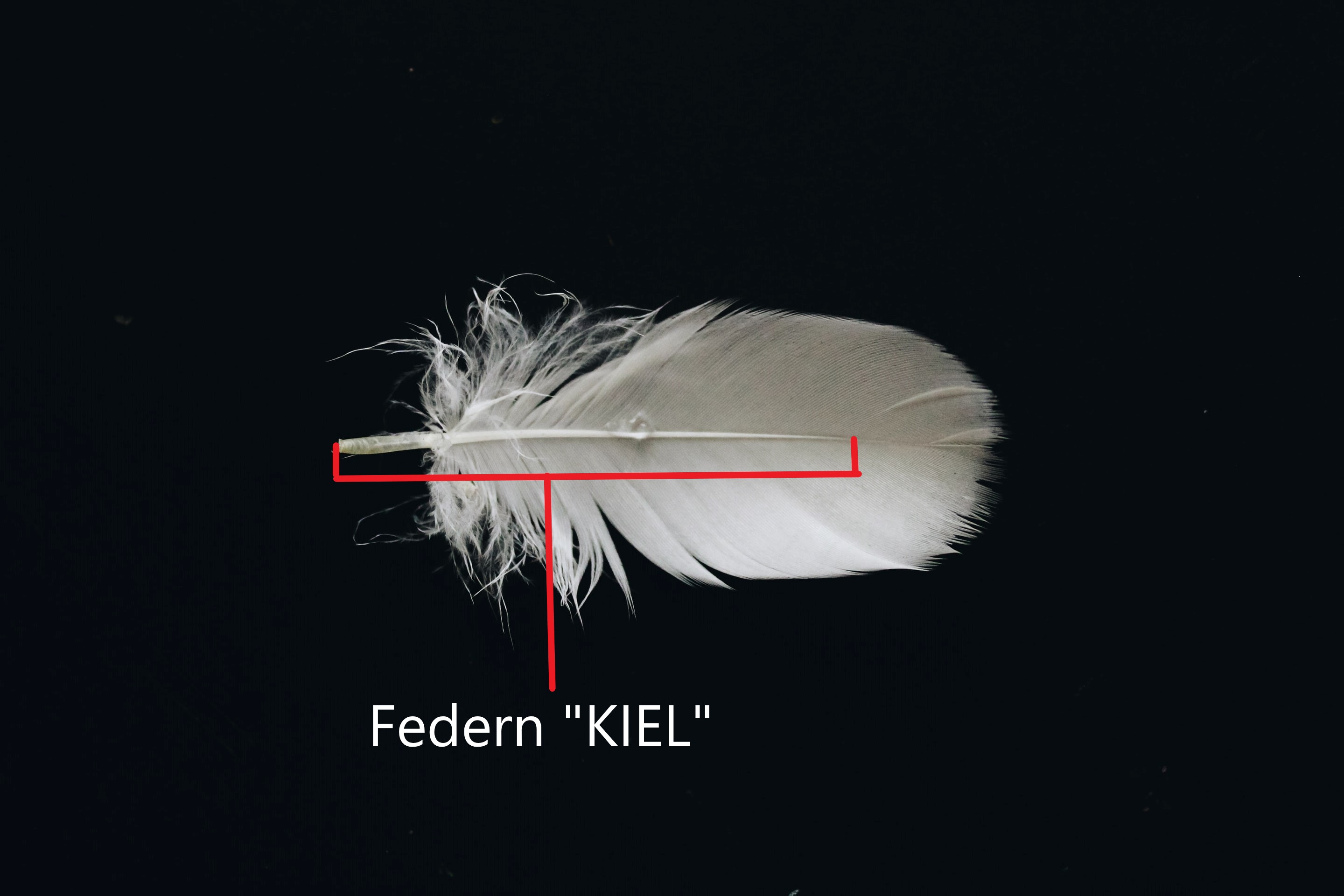 Federn_Kiel